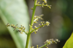 Semecarpus kathalekanensis
